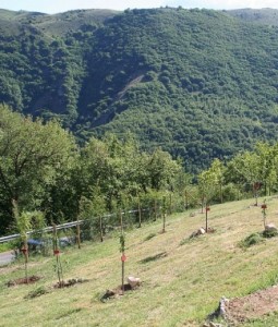 ATTO DI VANDALISMO AL PARCO DELLA MEMORIA IN RICORDO DELLE VITTIME DEL TERREMOTO IN LOCALITA’ LUCOLI