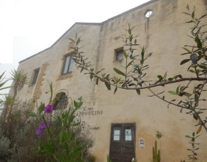 Piselli di Mendel in fiore al Convento dei Cappuccini in Mesagne Sede dell'ISBEM_13 Aprile 2016_1