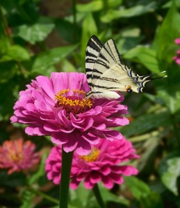 Una FARFALLA ed una ZINNIA in una GRANDE SINERGIA