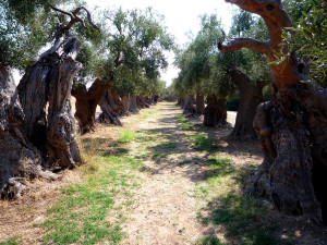 ULIVETI SECOLARI IN PUGLIA. PEPPINO MONTANARO E I SUOI ULIVI SECOLARI.